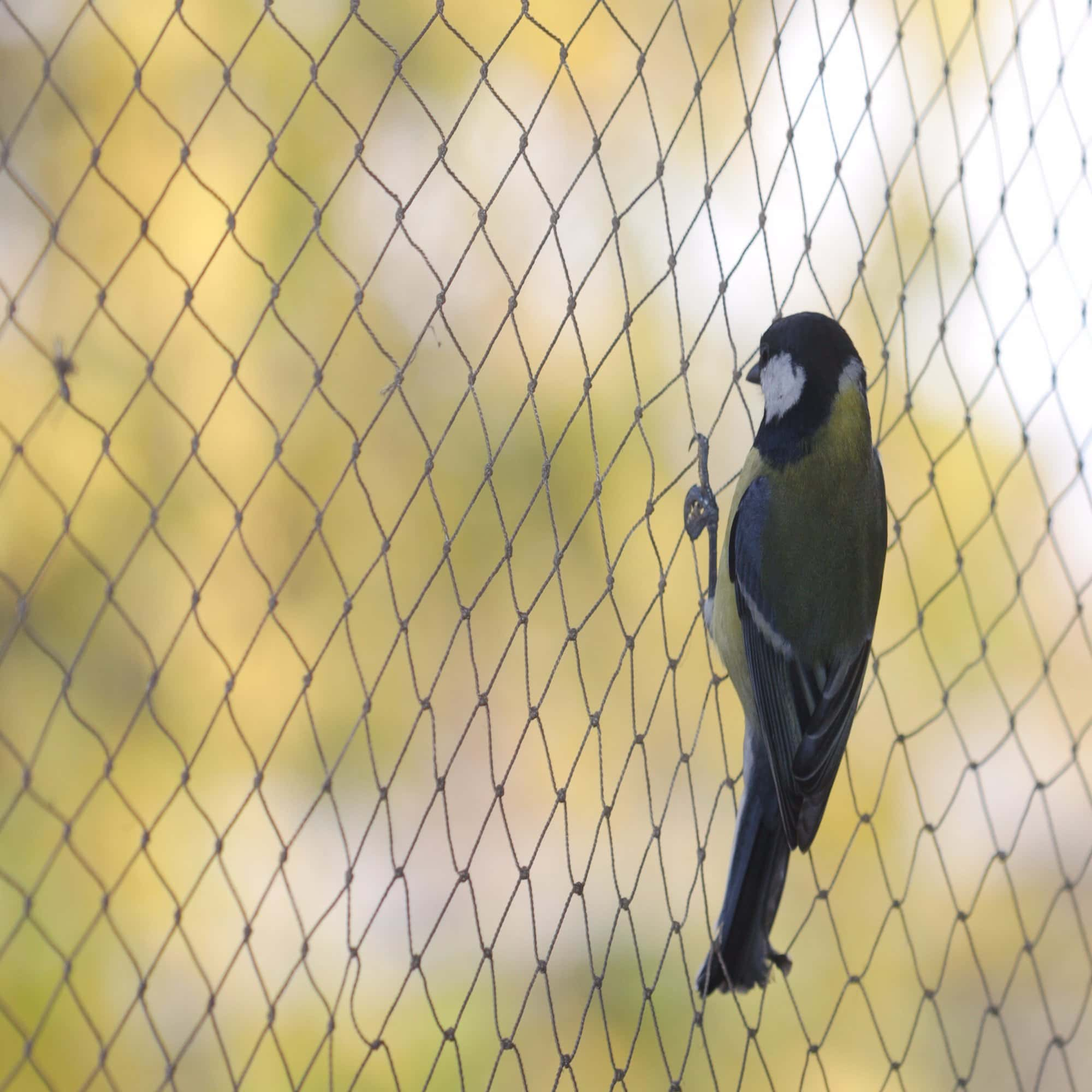 Pigeon protection netting for Kurnool balconies, windows and apartment buildings by Jashuva Safety Nets